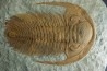 Acadoparadoxides Mureroensis - Cambrien moyen - Jbel Ougnate, Maroc
