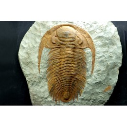 Acadoparadoxides Mureroensis - Cambrien moyen - Jbel Ougnate, Maroc