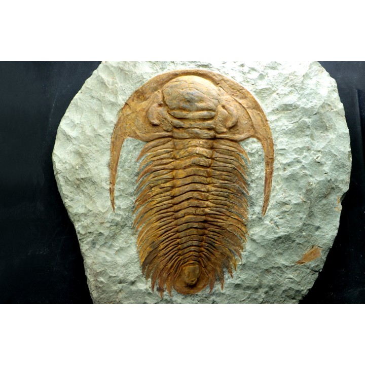 Acadoparadoxides Mureroensis - middle Cambrian - Jbel Ougnate, Morocco