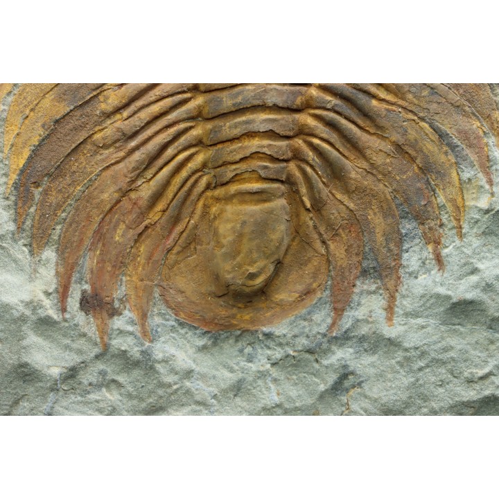 Acadoparadoxides Mureroensis - middle Cambrian - Jbel Ougnate, Morocco