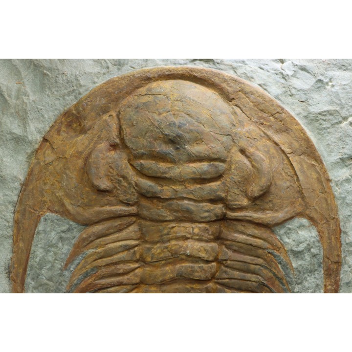 Acadoparadoxides Mureroensis - middle Cambrian - Jbel Ougnate, Morocco
