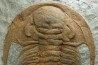 Acadoparadoxides Mureroensis - Cambrien moyen - Jbel Ougnate, Maroc