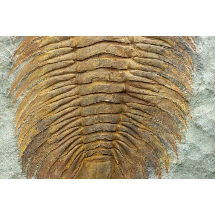Acadoparadoxides Mureroensis - middle Cambrian - Jbel Ougnate, Morocco