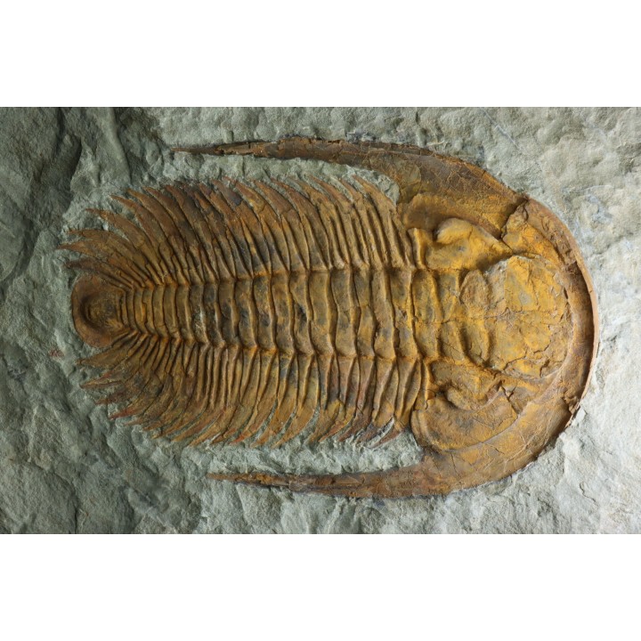 Acadoparadoxides levi-settii - Cambrien moyen - Jbel Ougnate, Maroc
