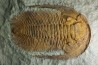 Acadoparadoxides levi-settii - Cambrien moyen - Jbel Ougnate, Maroc