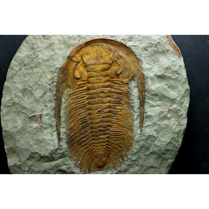 Acadoparadoxides levi-settii - middle Cambrian - Jbel Ougnate, Morocco