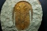 Acadoparadoxides levi-settii - Cambrien moyen - Jbel Ougnate, Maroc