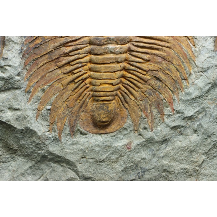Acadoparadoxides levi-settii - middle Cambrian - Jbel Ougnate, Morocco