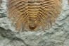 Acadoparadoxides levi-settii - middle Cambrian - Jbel Ougnate, Morocco