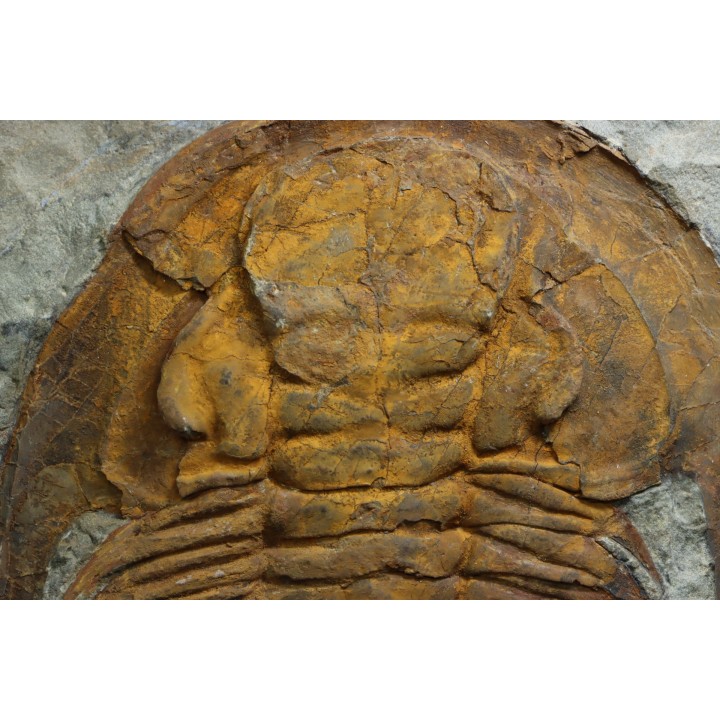 Acadoparadoxides levi-settii - middle Cambrian - Jbel Ougnate, Morocco