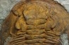 Acadoparadoxides levi-settii - Cambrien moyen - Jbel Ougnate, Maroc