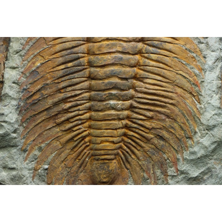 Acadoparadoxides levi-settii - middle Cambrian - Jbel Ougnate, Morocco
