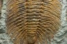 Acadoparadoxides levi-settii - middle Cambrian - Jbel Ougnate, Morocco