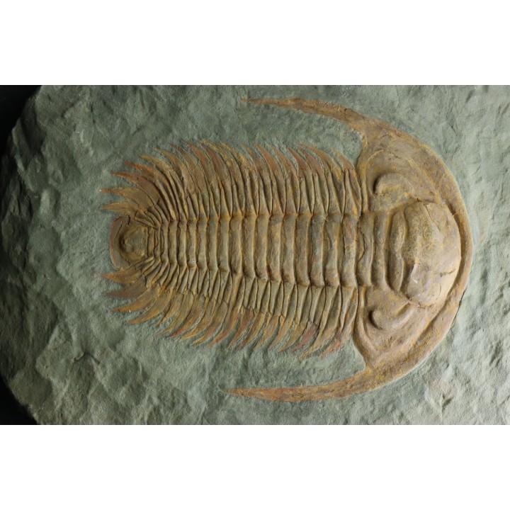 Acadoparadoxides levi-settii - Cambrien moyen - Jbel Ougnate, Maroc