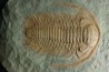 Acadoparadoxides levi-settii - middle Cambrian - Jbel Ougnate, Morocco