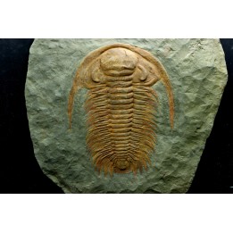 Acadoparadoxides levi-settii - Cambrien moyen - Jbel Ougnate, Maroc