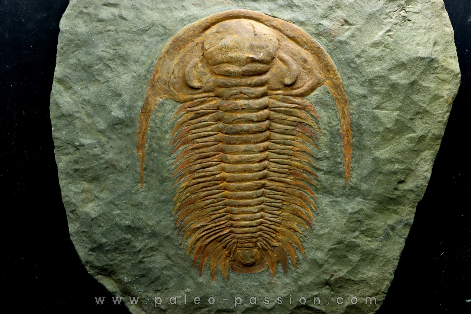Acadoparadoxides levi-settii - Cambrien moyen - Jbel Ougnate, Maroc