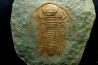 Acadoparadoxides levi-settii - Cambrien moyen - Jbel Ougnate, Maroc