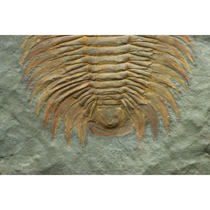 Acadoparadoxides levi-settii - Cambrien moyen - Jbel Ougnate, Maroc