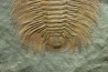 Acadoparadoxides levi-settii - middle Cambrian - Jbel Ougnate, Morocco