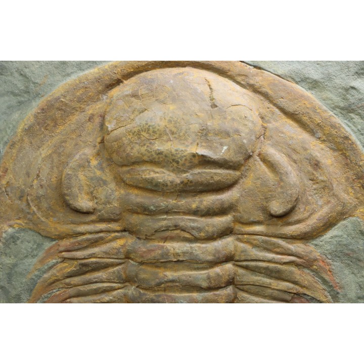 Acadoparadoxides levi-settii - middle Cambrian - Jbel Ougnate, Morocco