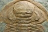 Acadoparadoxides levi-settii - middle Cambrian - Jbel Ougnate, Morocco