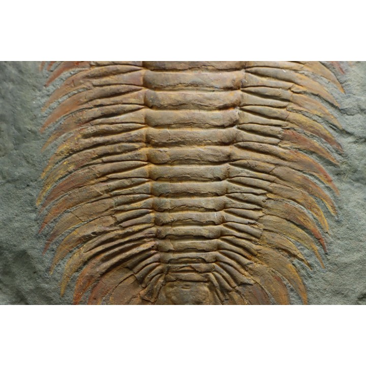 Acadoparadoxides levi-settii - middle Cambrian - Jbel Ougnate, Morocco