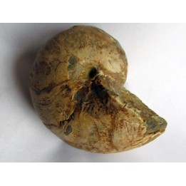 nautilus CYMATOCERAS SAKALAVUM (2)