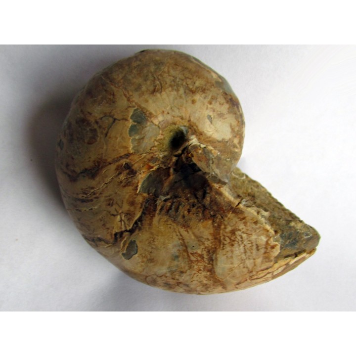 nautilus CYMATOCERAS SAKALAVUM (2)