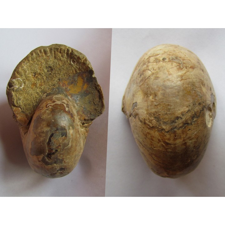 nautile CYMATOCERAS SAKALAVUM (2)
