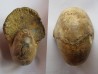 nautile CYMATOCERAS SAKALAVUM (2)