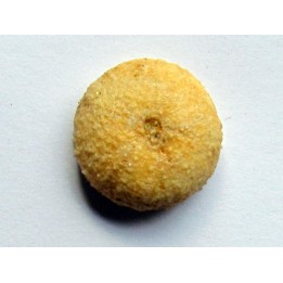 oursin ORTHOPSIS MILIARIS