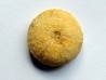 urchin ORTHOPSIS MILIARIS