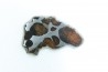 METEORITE: PALLASITE - SERICHO