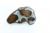METEORITE: PALLASITE - SERICHO