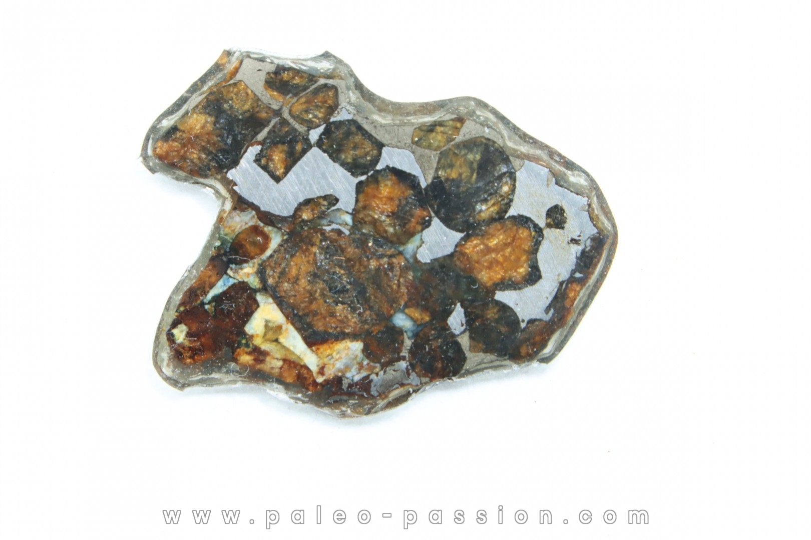 METEORITE: PALLASITE - SERICHO