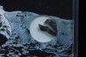 LUNAR ROCK: bréche polymict - NWA 10203