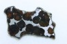 METEORITE: PALLASITE - SERICHO
