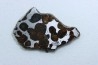 METEORITE: PALLASITE - SERICHO