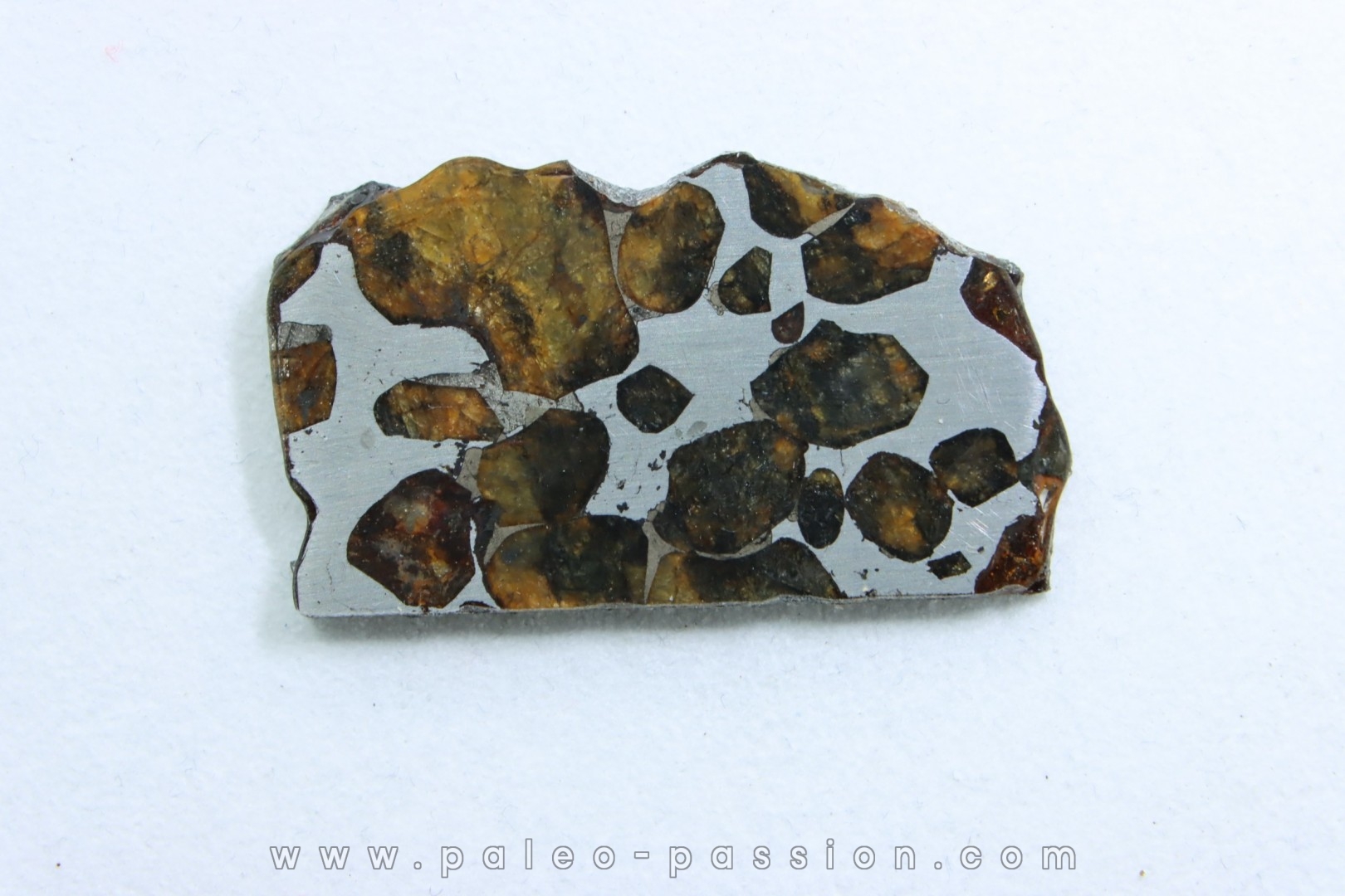 METEORITE: PALLASITE - SERICHO