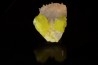 Souffre and Calcite - Caltanissetta, Sicile, ITALY