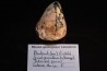 Rhodonite Friedelite Parsettensite Todorokite  - Ariège - FRANCE