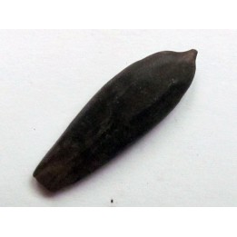belemnite DUVALIA DILATATA (1)