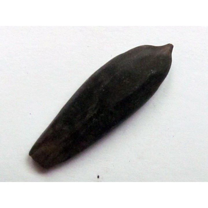 belemnite DUVALIA DILATATA (1)