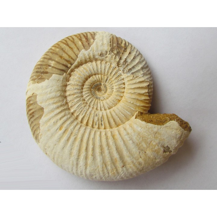 KRANAOSPHINCTES (PACHYPLANULITES) RABEI