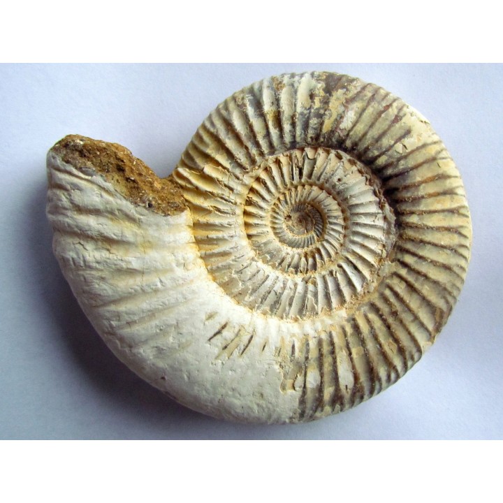 KRANAOSPHINCTES (PACHYPLANULITES) RABEI