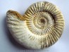 KRANAOSPHINCTES (PACHYPLANULITES) RABEI