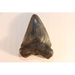 shark teeth: CARCHARODON MEGALODON