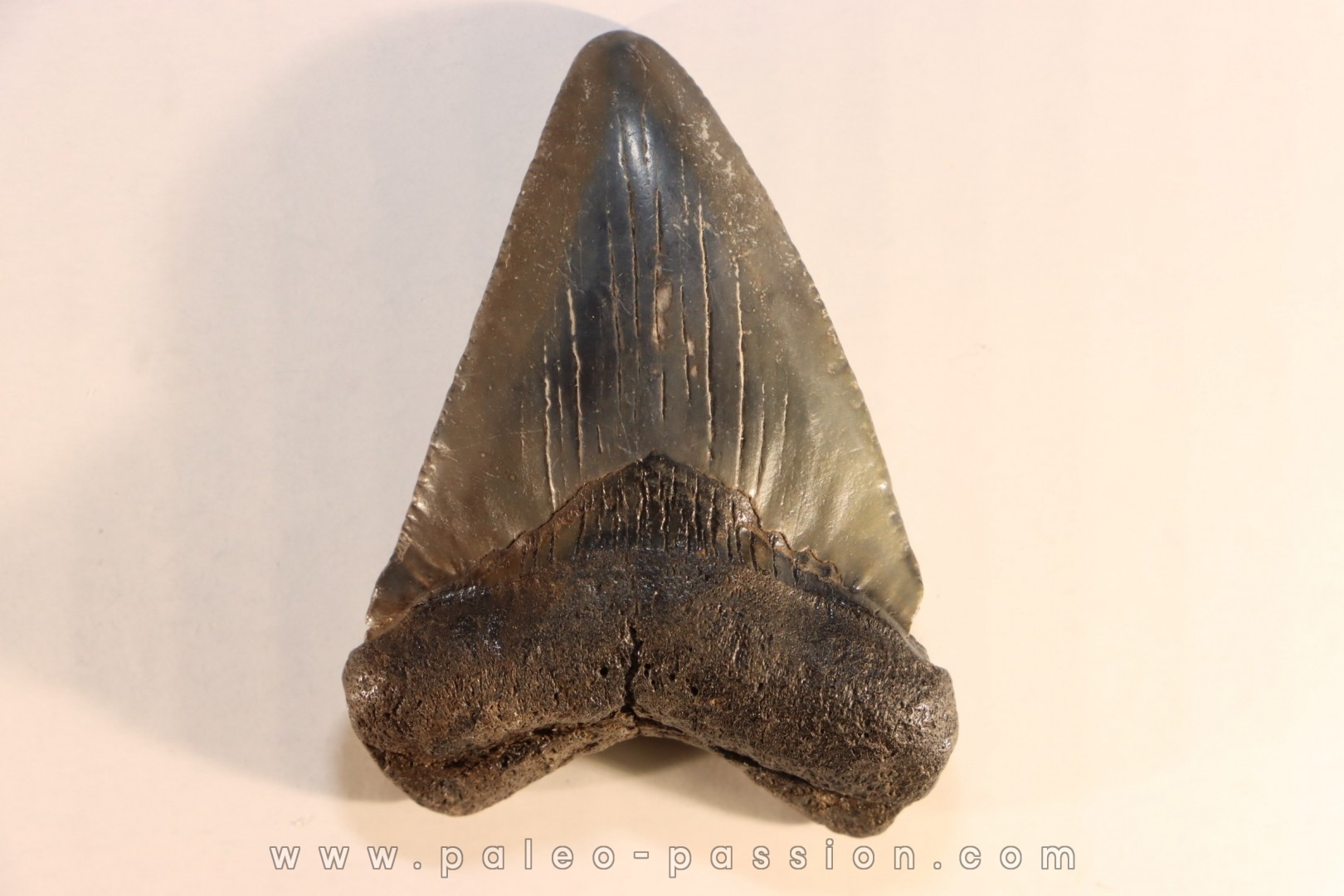 shark teeth: CARCHARODON MEGALODON