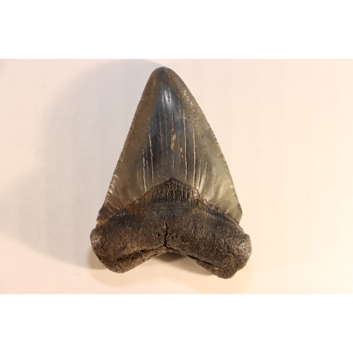 dent de requin: CARCHARODON MEGALODON